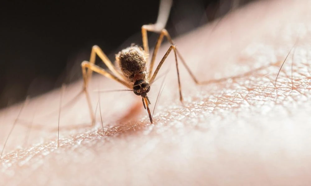 Τα κουνούπια απειλούν: Δεκαπλασιάστηκαν τα κρούσματα δάγκειου πυρετού